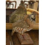 Taxidermy French partridge on a wooden base
