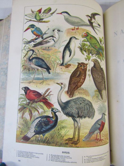 Cassell's Natural History Volumes 1-6 Illustrated leather bound books and Burrows Handy Guide to - Image 15 of 24