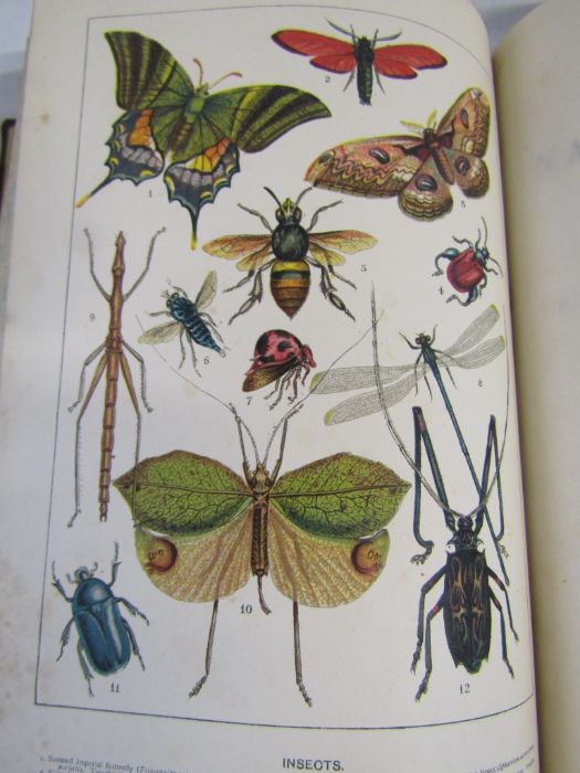 Cassell's Natural History Volumes 1-6 Illustrated leather bound books and Burrows Handy Guide to - Image 21 of 24