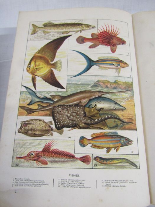Cassell's Natural History Volumes 1-6 Illustrated leather bound books and Burrows Handy Guide to - Image 18 of 24