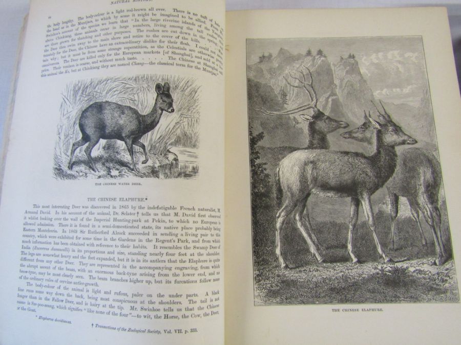 Cassell's Natural History Volumes 1-6 Illustrated leather bound books and Burrows Handy Guide to - Image 14 of 24
