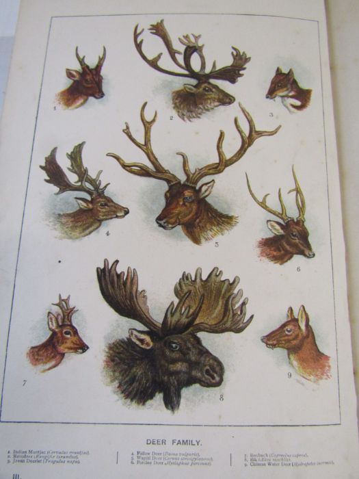 Cassell's Natural History Volumes 1-6 Illustrated leather bound books and Burrows Handy Guide to - Image 12 of 24