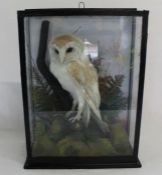 Early 20th century taxidermy barn owl in glass display cabinet, 40cm x 28.5cm x 15cm