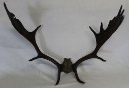 Pair of deer antlers with partial skull