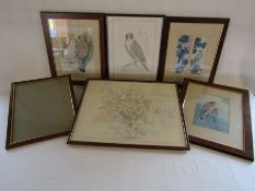 Selection of prints, mainly Kestrels