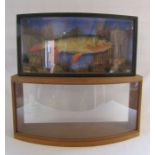 Mounted taxidermy carp approx. 60.5cm x 30.5cm x 15.5cm and empty taxidermy case