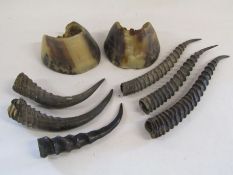 Collection of animal horns and hooves