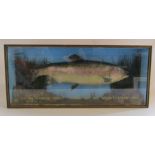 Mounted taxidermy '5lb 8oz Rainbow Trout - caught by Bob Wright Spilsby 1991' approx. 69.5cm x