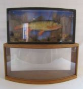 Mounted taxidermy carp approx. 60.5cm x 30.5cm x 15.5cm and empty taxidermy case