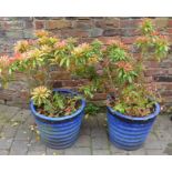 Pair of large ceramic planters with plants