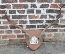 Large pair of mounted stag antlers