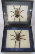 Pair of framed Peru Tarantulas approx. 26cm x 21cm & 31.5cm x 26cm (includes frames)
