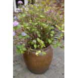 Very large stoneware pot with a hydrangea. Pot height 70cm