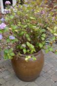 Very large stoneware pot with a hydrangea. Pot height 70cm