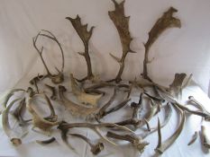 Large collection of unmounted antlers