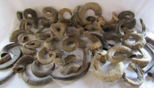 Large collection of unmounted ram horns