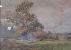 Framed watercolour depicting tree scene on Whatman's watercolour board signed, damage to board