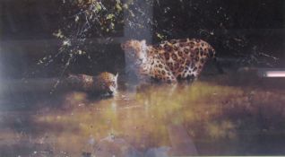 'Jaguars - A cool and shady spot in the South American rainforests' by David Shepherd limited