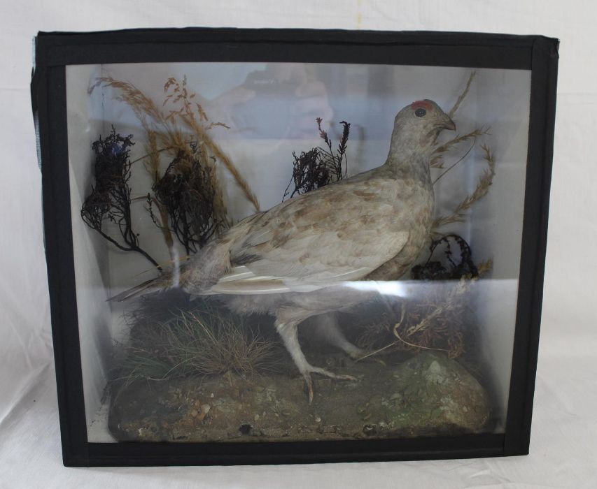 Taxidermy - Grouse - cased approx. 36.5cm x 32cm - Image 2 of 3