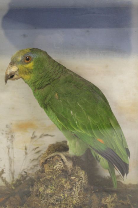 Taxidermy - Amazon parrot - cased approx. H 35cm x W 31cm x D13cm