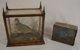 Late Victorian/Edwardian cased taxidermy: partridge (case missing a foot) & a kingfisher