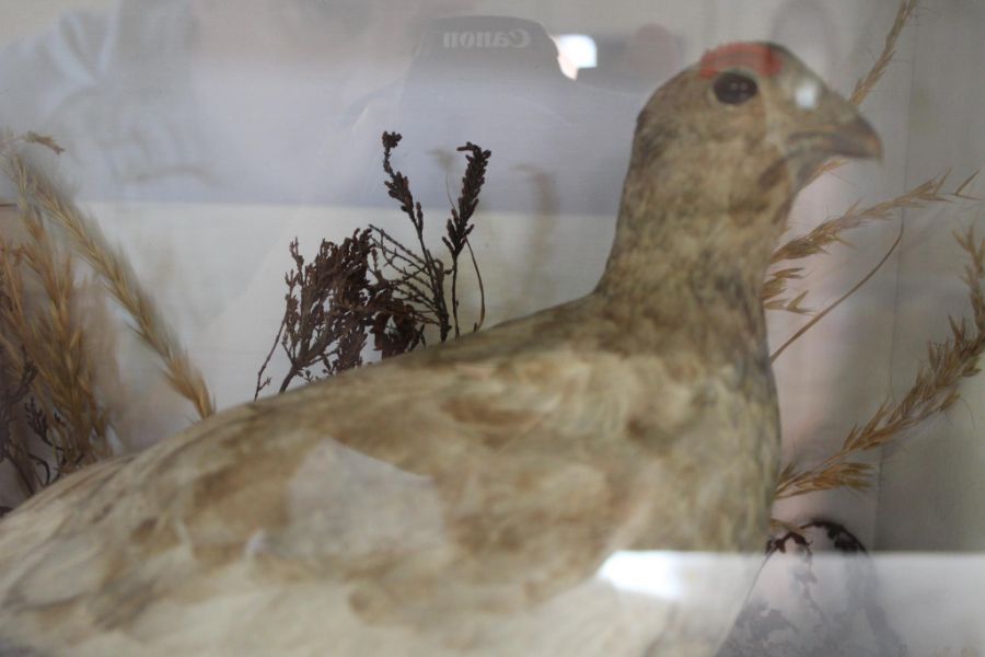 Taxidermy - Grouse - cased approx. 36.5cm x 32cm - Image 3 of 3