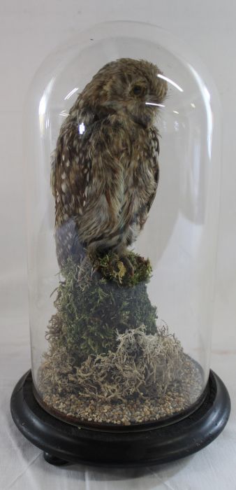 Early 20th century Taxidermy - Little Owl in later case - Image 2 of 2