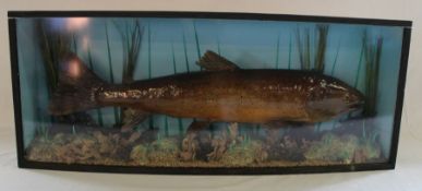Taxidermy - cased brown trout - case size L76 Ht 30cm