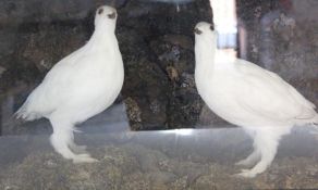 Taxidermy - Pair of Rock Ptarmigan - cased approx. 71cm x 34cm