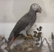 Taxidermy - African grey parrot - cased approx. w 43.5cm x H 47.5cm