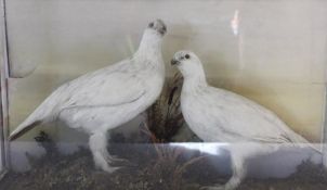 Taxidermy - Pair of Ptarmigan - cased approx. 79cm x 47.5cm (case damaged)