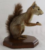 Early 20th century taxidermy - red squirrel on stand