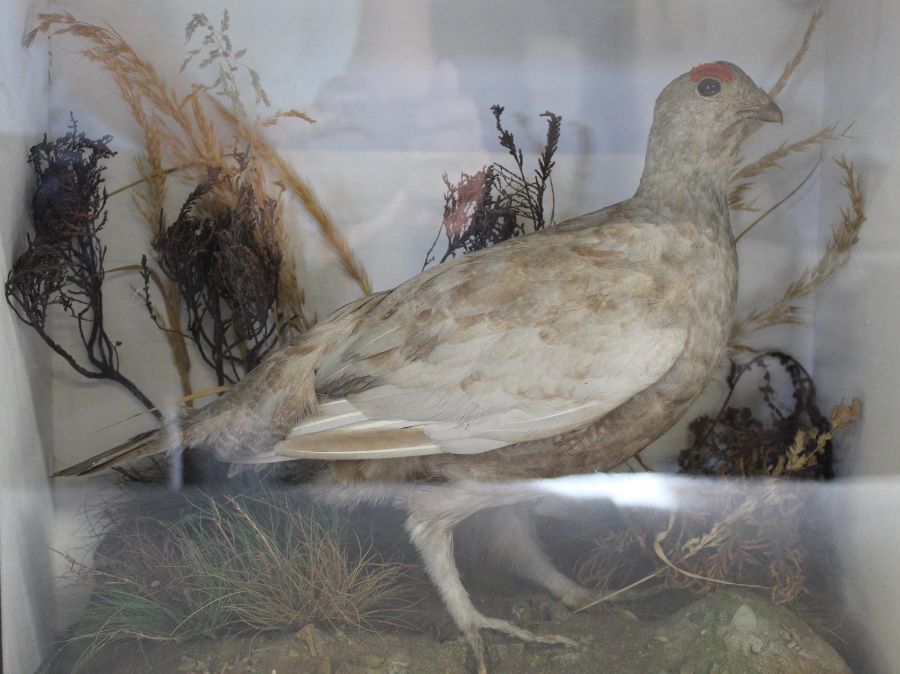 Taxidermy - Grouse - cased approx. 36.5cm x 32cm