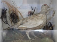 Taxidermy - Grouse - cased approx. 36.5cm x 32cm