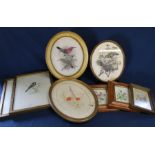 Pair of framed prints on silk of birds, S Mayes flower watercolours (2 in maple frames), pair of