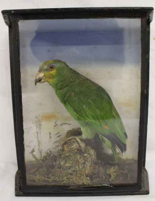 Taxidermy - Amazon parrot - cased approx. H 35cm x W 31cm x D13cm - Image 2 of 3