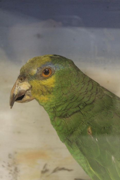 Taxidermy - Amazon parrot - cased approx. H 35cm x W 31cm x D13cm - Image 3 of 3