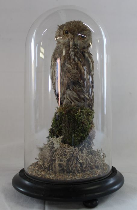 Early 20th century Taxidermy - Little Owl in later case