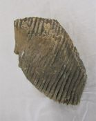 Fossilized mammoth tooth