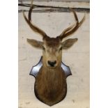 Taxidermy - mounted stags head