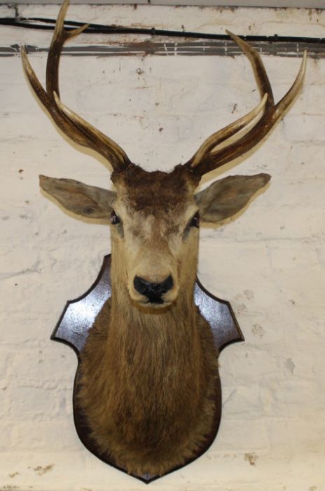 Taxidermy - mounted stags head