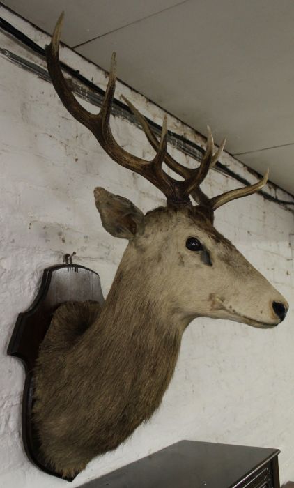 Taxidermy - mounted stags head - Image 2 of 3