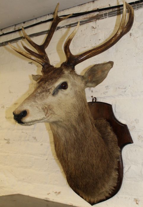 Taxidermy - mounted stags head - Image 3 of 3