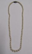 Pearl necklace with silver clasp