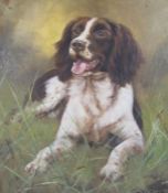 Liver and white springer spaniel  - John Trickett oil on canvas approx. 58.5cm x 53.5cm includes