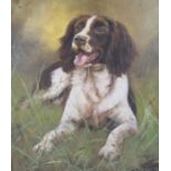 Liver and white springer spaniel  - John Trickett oil on canvas approx. 58.5cm x 53.5cm includes