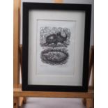 Richard Shirley Smith, 78: an artist signed proof wood engraving print, stag beetle, in ebonised