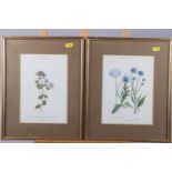 A collection of watercolour botanical studies, in gilt and white frames