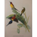 Two prints, studies of roses, in gilt frames, another two prints, studies of birds, in Hogarth