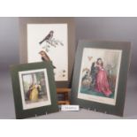 A pair of 19th century hand-coloured engravings, bird studies, a similar hand-coloured print,